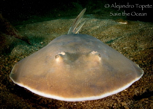 Shark Angel close up, Acapulco Mexico by Alejandro Topete 